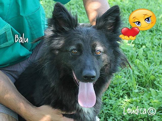 Balu e' stato adottato!